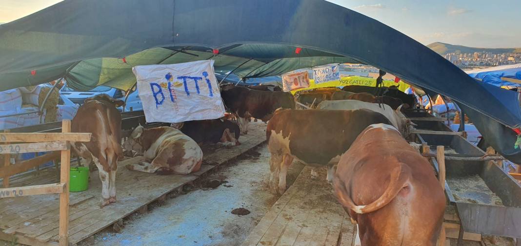 Sincan Yeniçimşit Kurban Pazarı’nda kurbanlık fiyatları 11